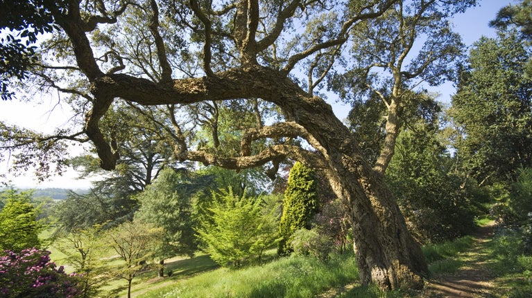 Ancient trees at Killerton, Devon